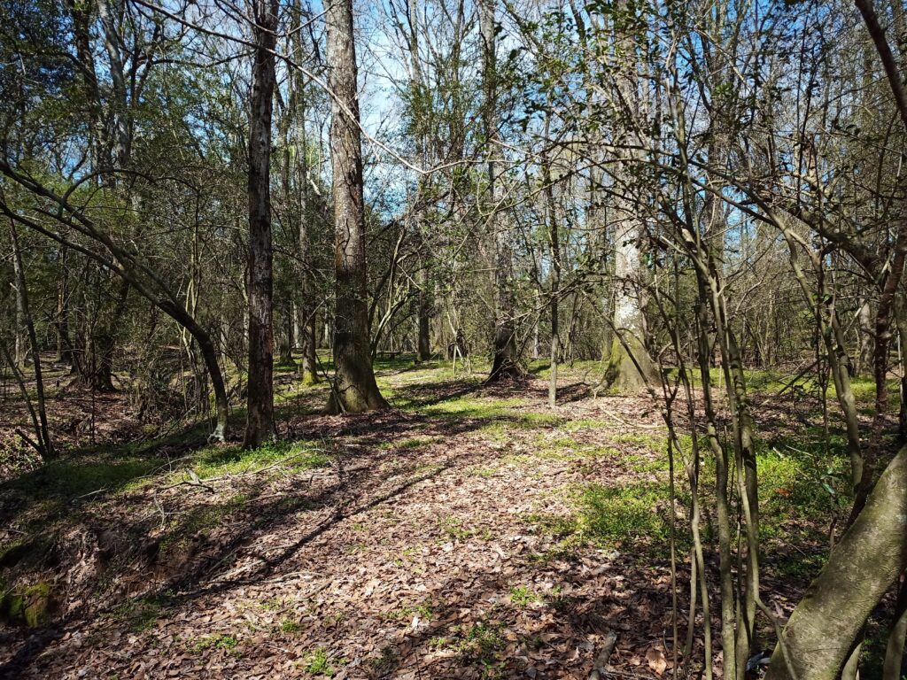 A path in a forest with trees on the lest and right of it. Green grass is down front and the path looks to have brown leaves scattered on it.