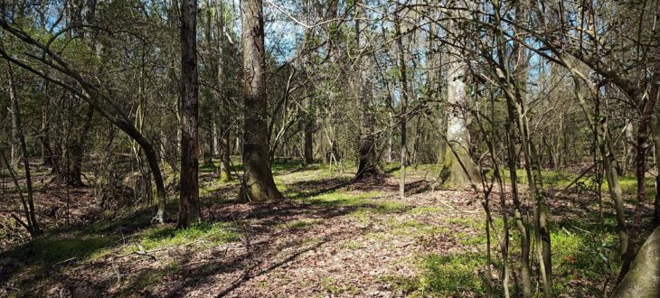 A path in a forest with trees on the lest and right of it. Green grass is down front and the path looks to have brown leaves scattered on it.